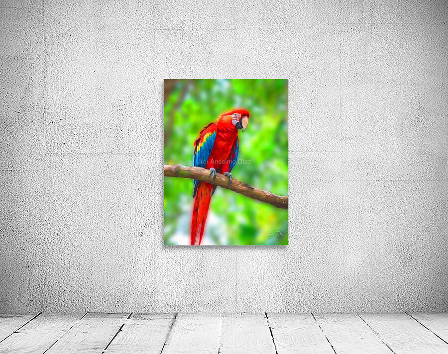 Macaw Bird Wall Preview