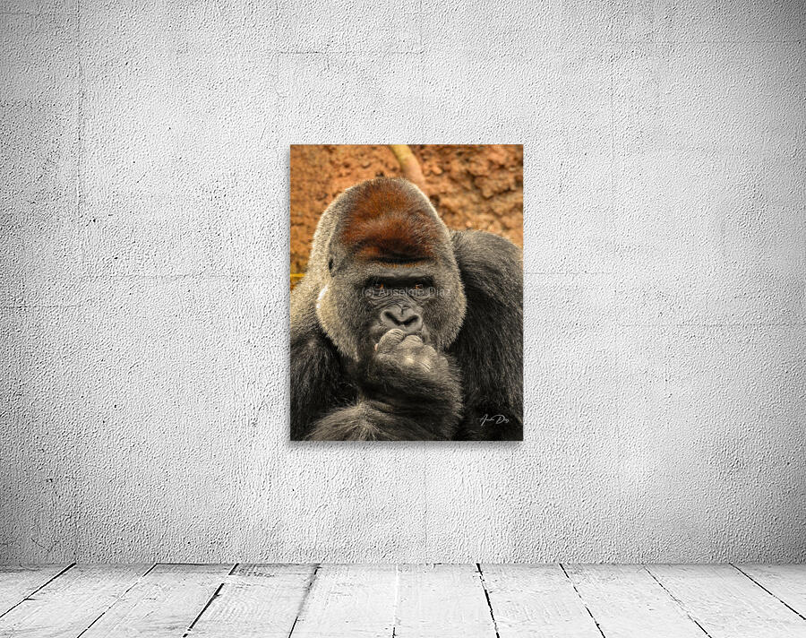 Silverback Gorilla   The Thinker Wall Preview
