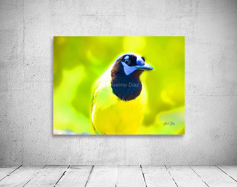 Green Jay Wall Preview
