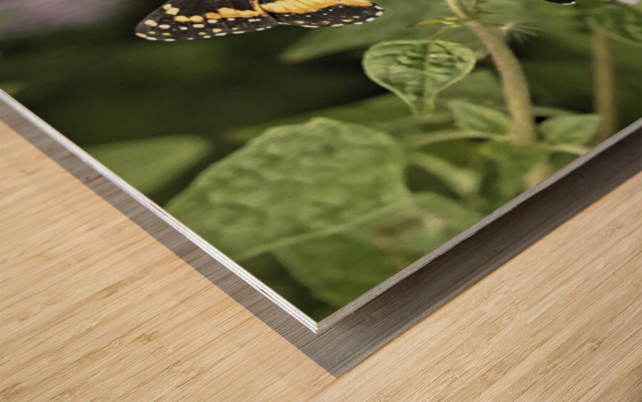 Butterfly Wood print