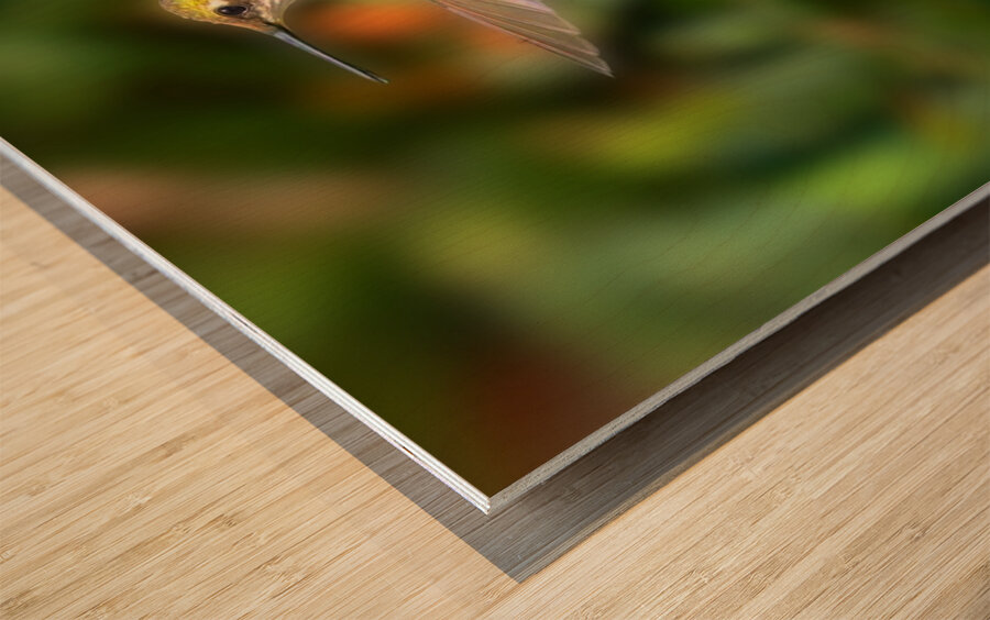 Hummingbird H2  Wood print