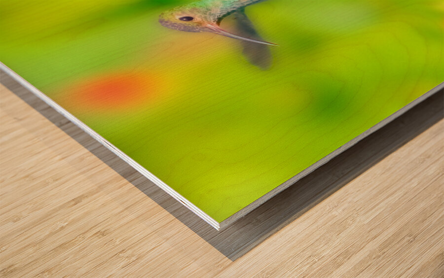 Hummingbird H3 Wood print