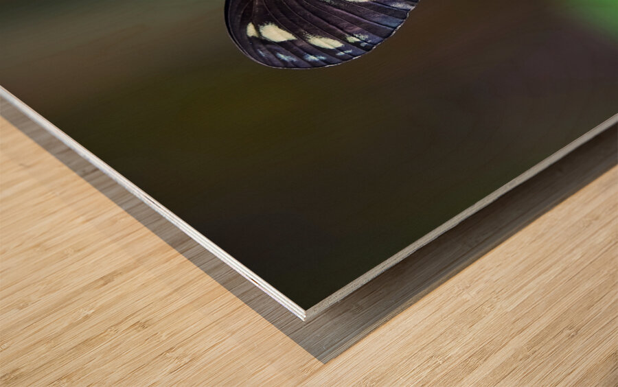 Butterfly 233 Wood print