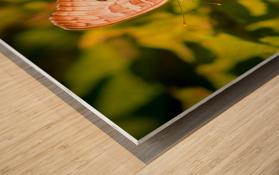 Butterfly 236 Wood print