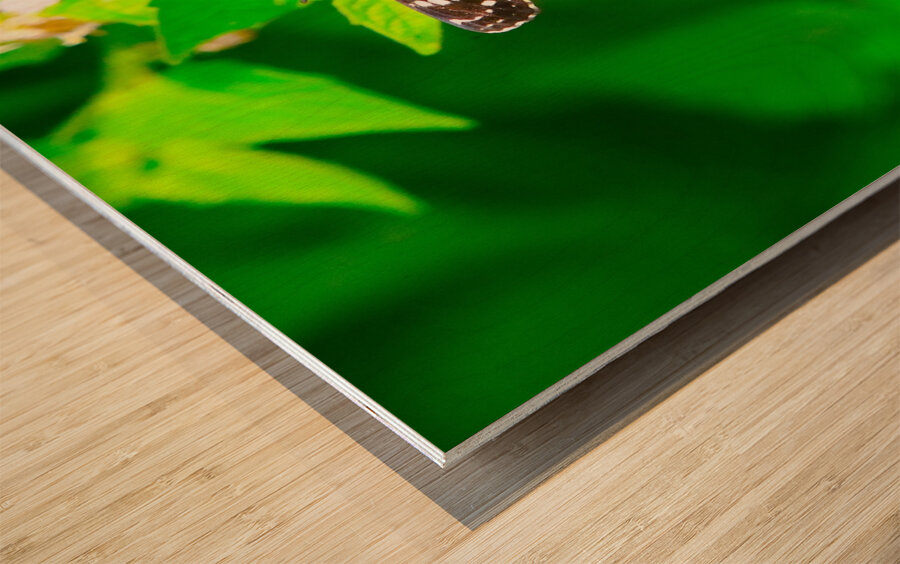 Butterfly 239 Wood print