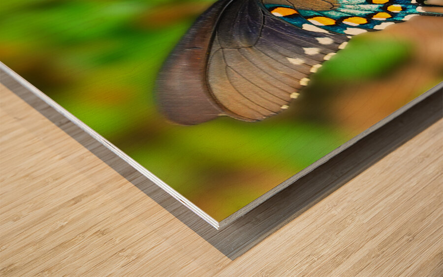 Butterfly 240 Wood print