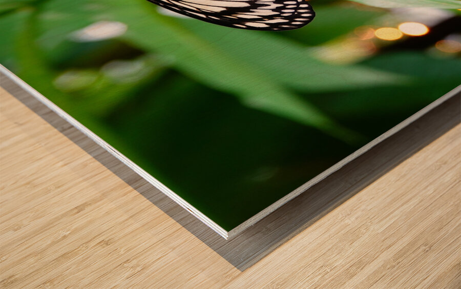 Butterfly 242 Wood print