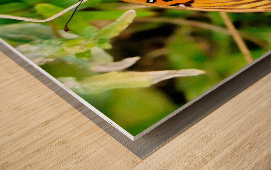 Butterfly 244 Wood print