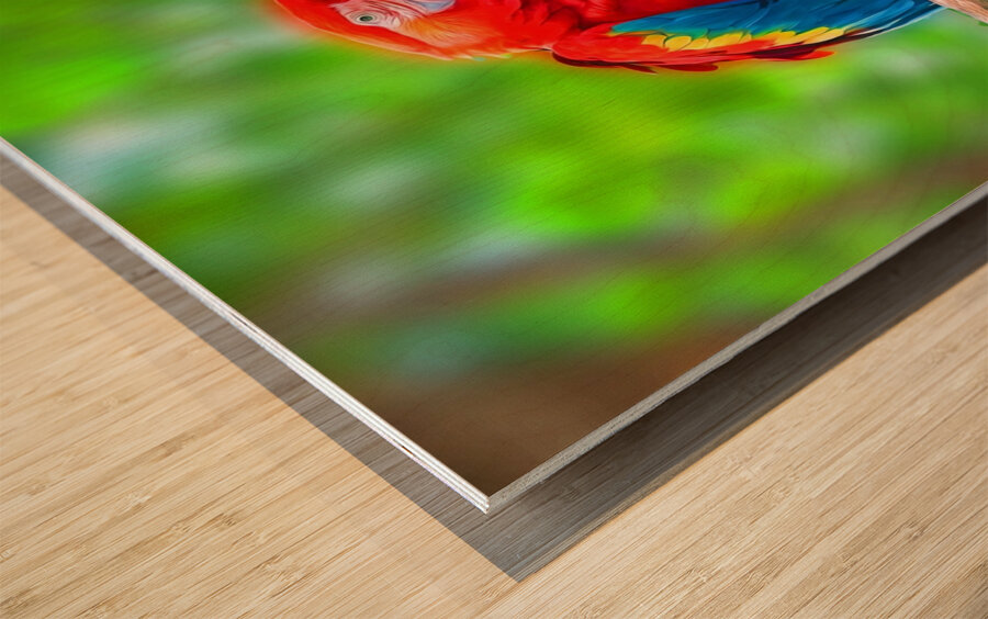 Macaw Bird Wood print