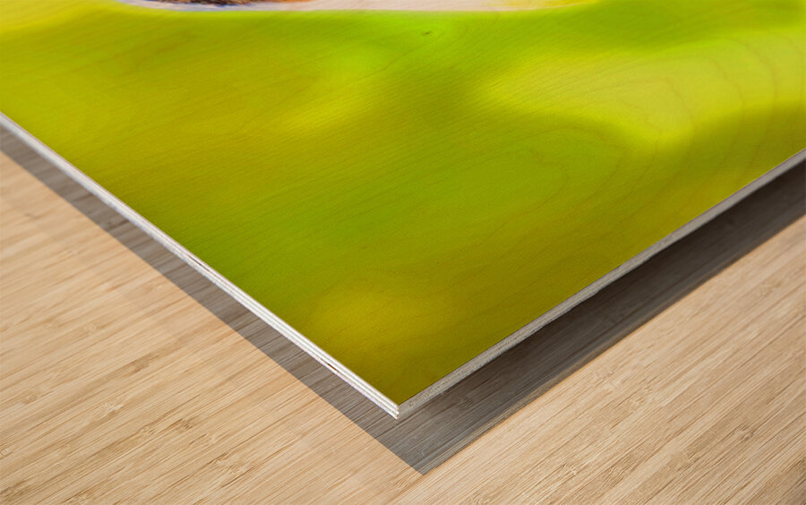 Green Jay Wood print