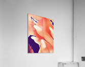  Desires in Peach Acrylic Print