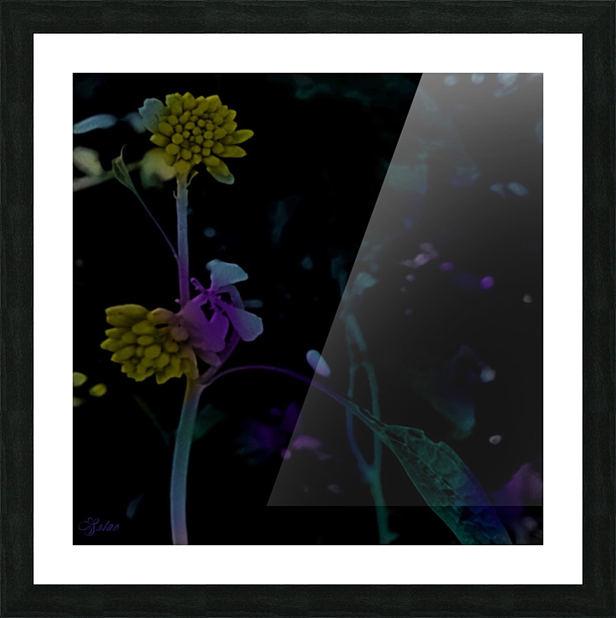 Night Dancers Picture Frame print