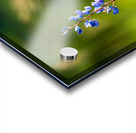 Colorado Wildflowers Acrylic print