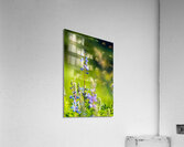 Colorado Wildflowers Acrylic Print