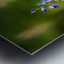 Colorado Wildflowers Metal print