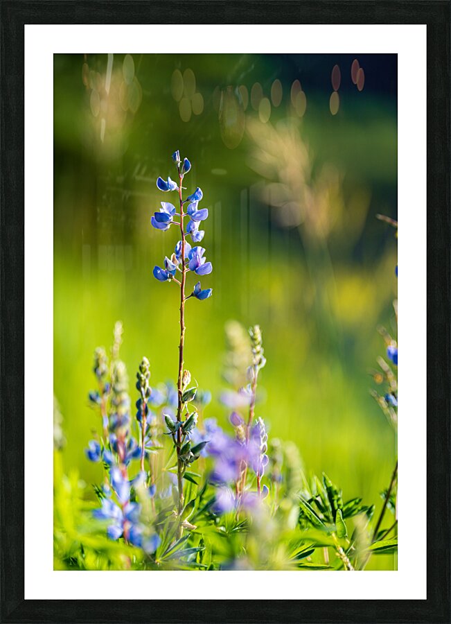 Colorado Wildflowers Picture Frame print