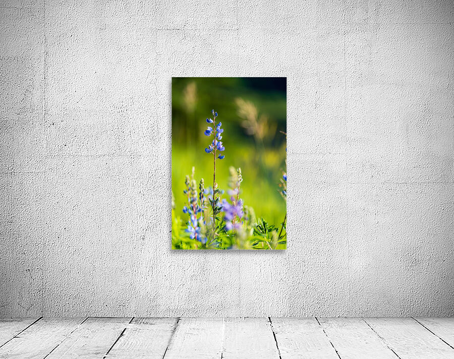 Colorado Wildflowers Wall Preview