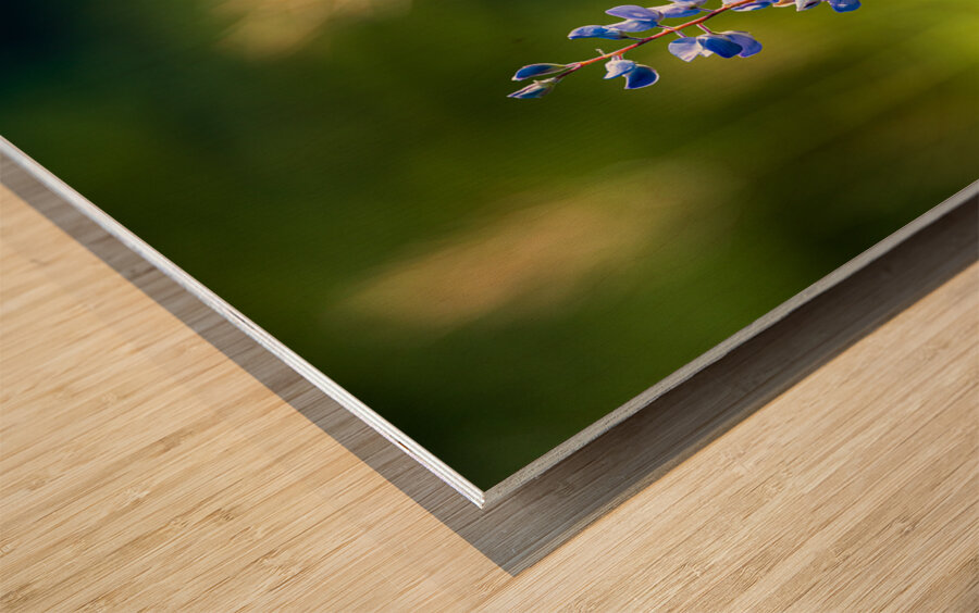 Colorado Wildflowers Wood print