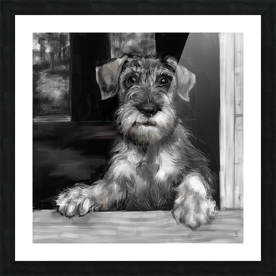 Schnauzer Pup Picture Frame print