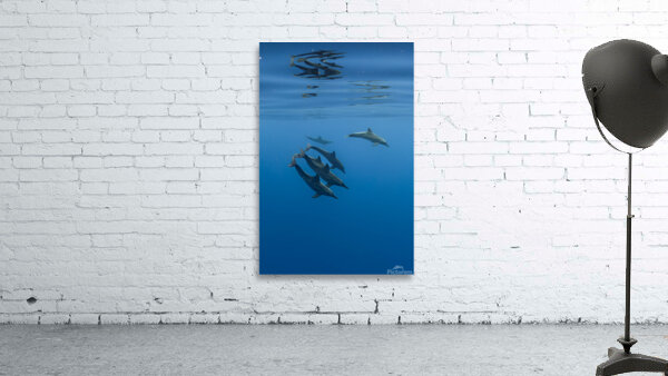 Rough-Toothed Dolphins Wall Preview