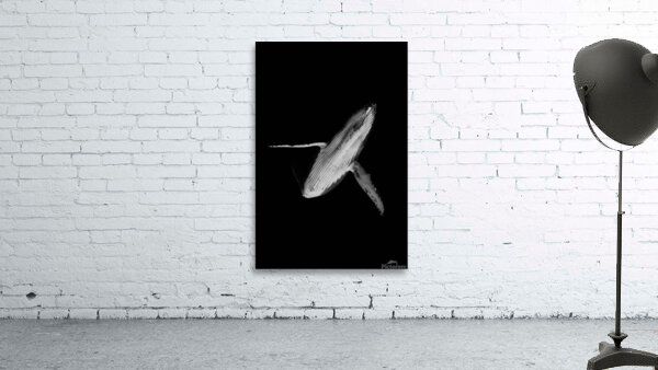Belly Up Wall Preview