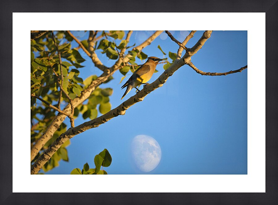 Waxwing and The Moon Picture Frame print