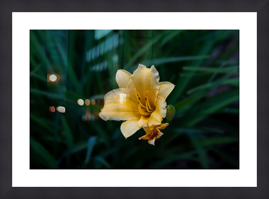 Lonely Flower Picture Frame print