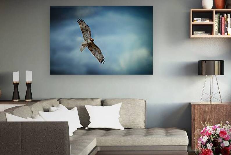 Red Tailed Hawk Reproduction