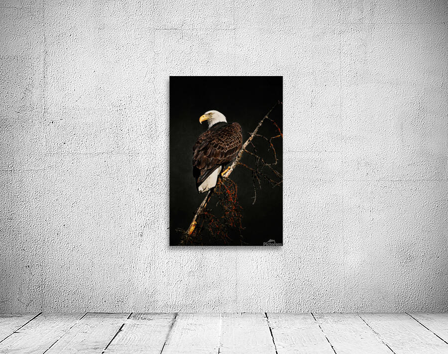 Bald Eagle Wall Preview