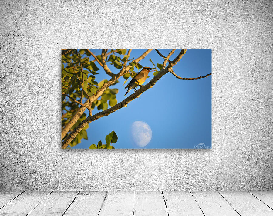 Waxwing and The Moon Wall Preview