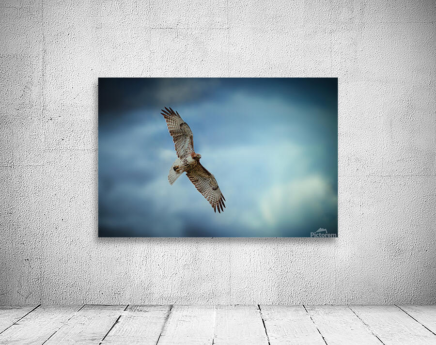 Red Tailed Hawk Wall Preview