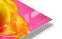 Beautiful rose HD Metal print
