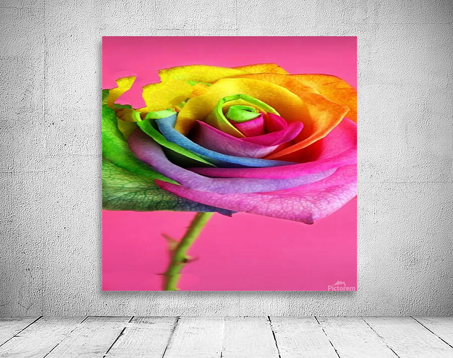 Beautiful rose Wall Preview