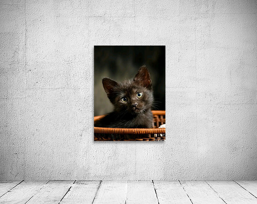 Beautiful cat Wall Preview