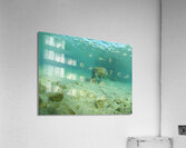 Sweet Manatee Acrylic Print