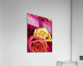 Roses For Days Acrylic Print