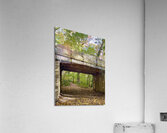In The Forrest Acrylic Print