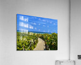 Beach Pathways Acrylic Print