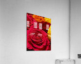 Life Is Sweet Acrylic Print