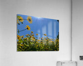Flowers Rising Acrylic Print