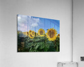 Stand And Deliver Acrylic Print