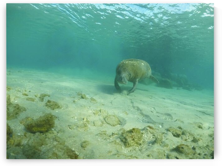 Sweet Manatee by Lisa Ann