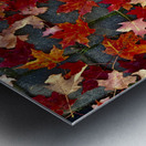 Autumn Leaves Metal print
