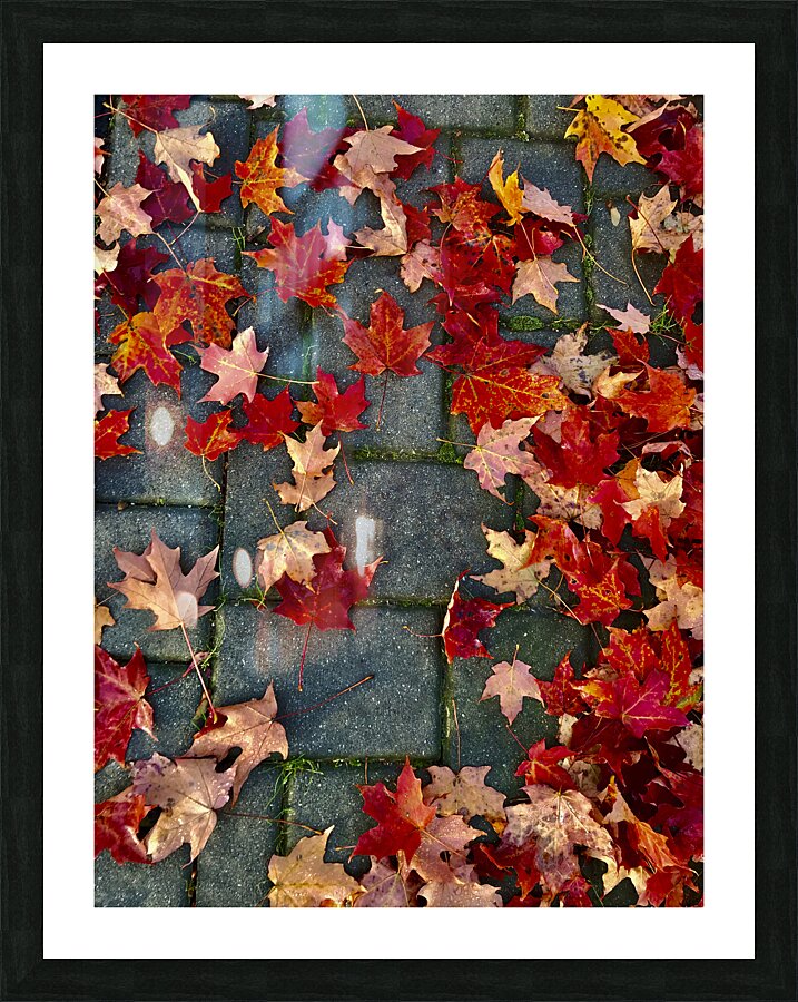 Autumn Leaves Picture Frame print