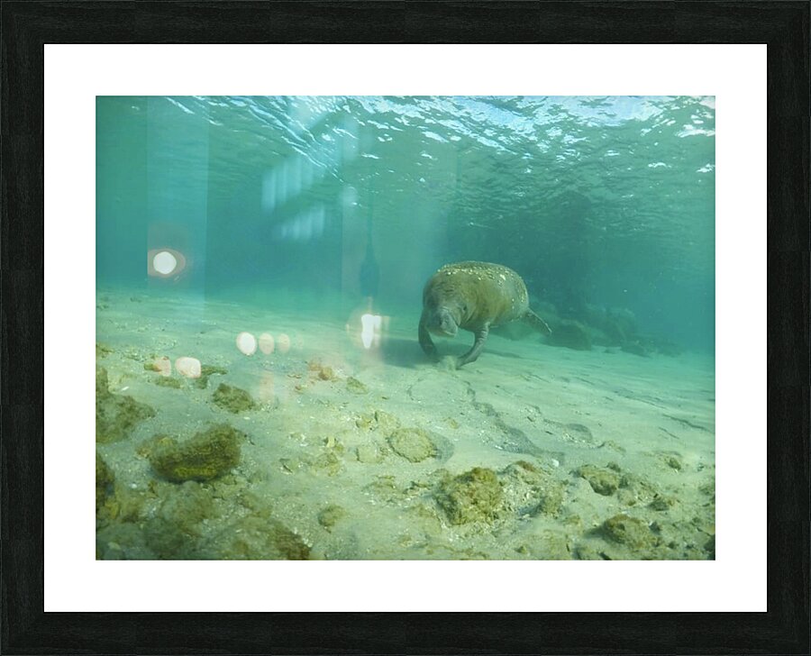 Sweet Manatee Picture Frame print