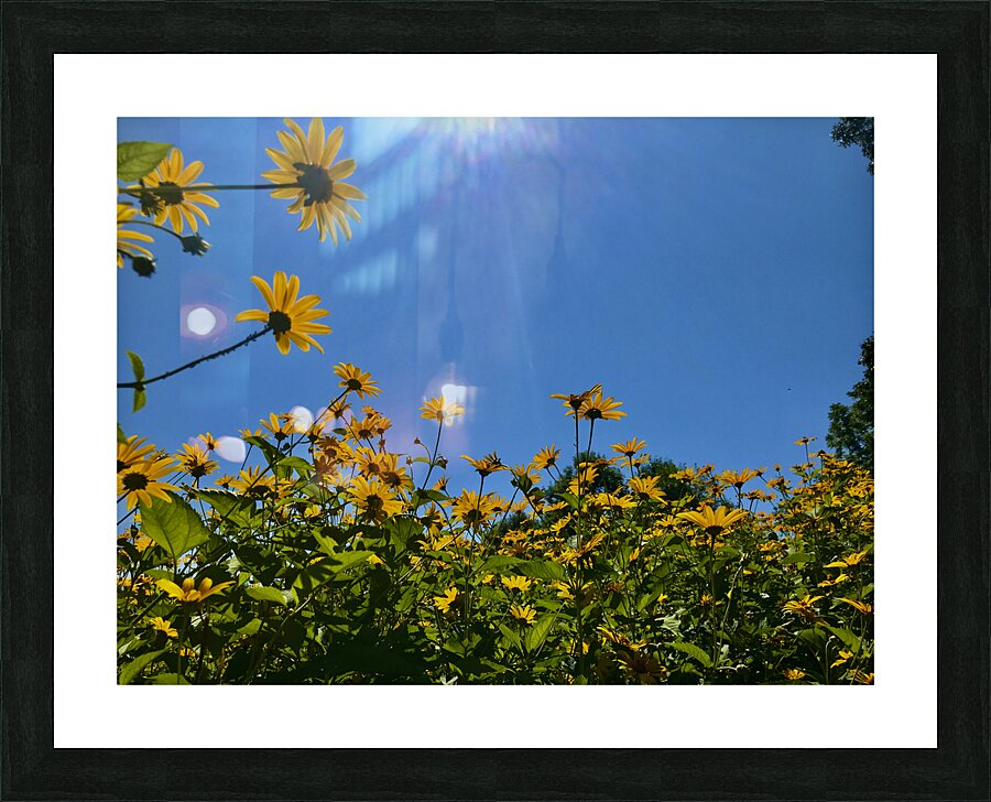 Flowers Rising Picture Frame print