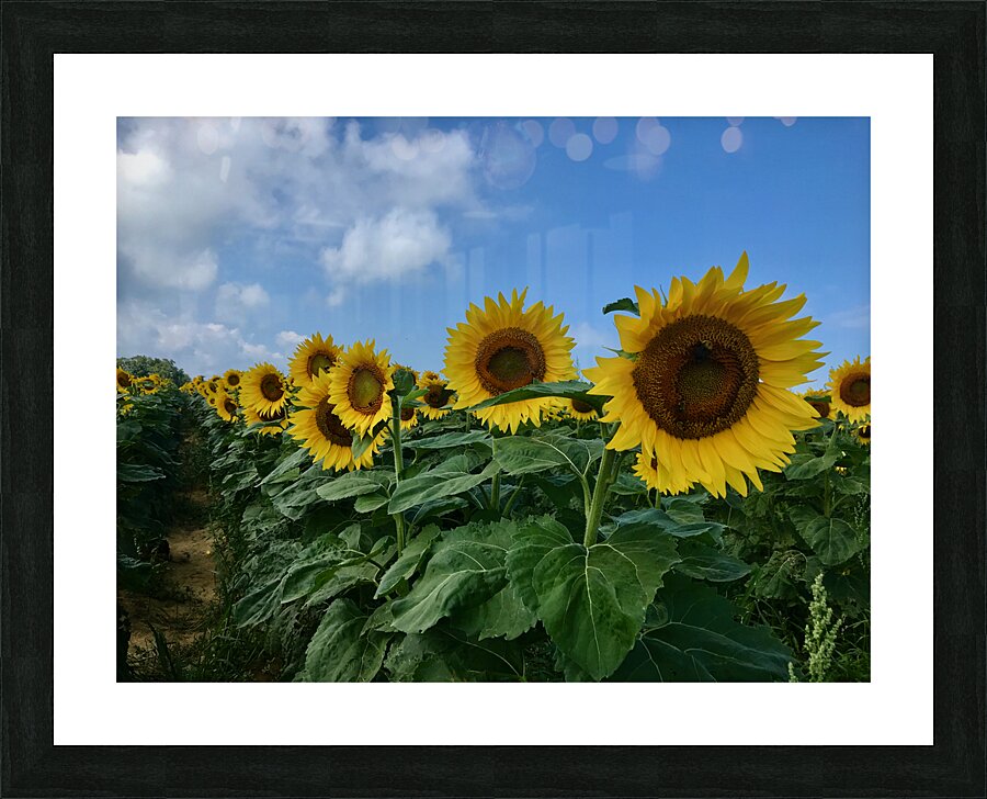 Stand And Deliver Picture Frame print