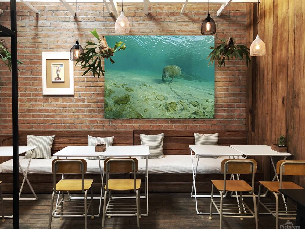 Sweet Manatee Reproduction
