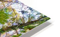 In The Forrest HD Metal print