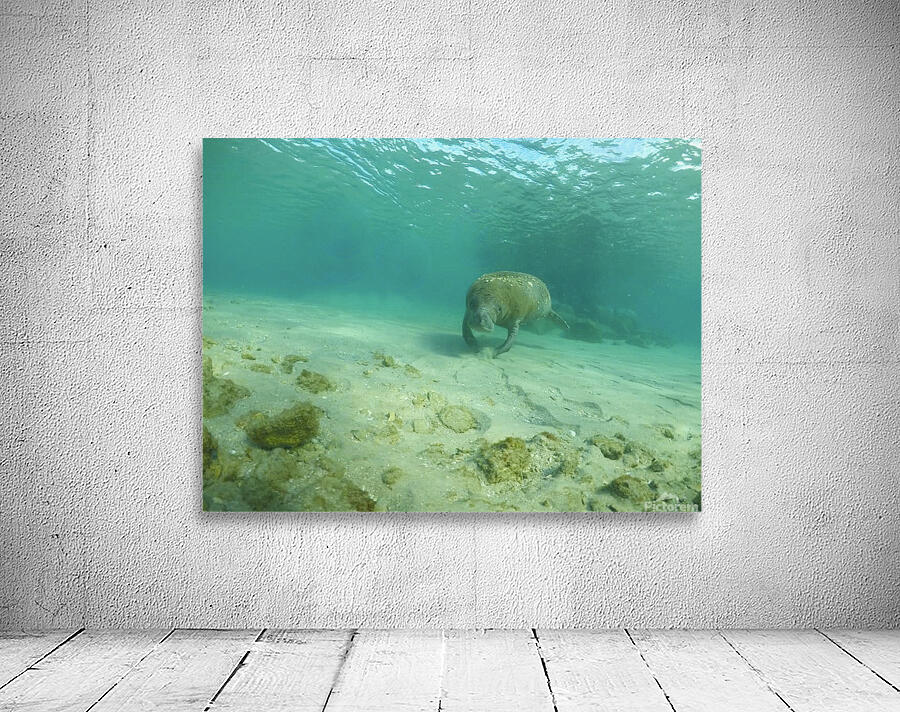 Sweet Manatee Wall Preview